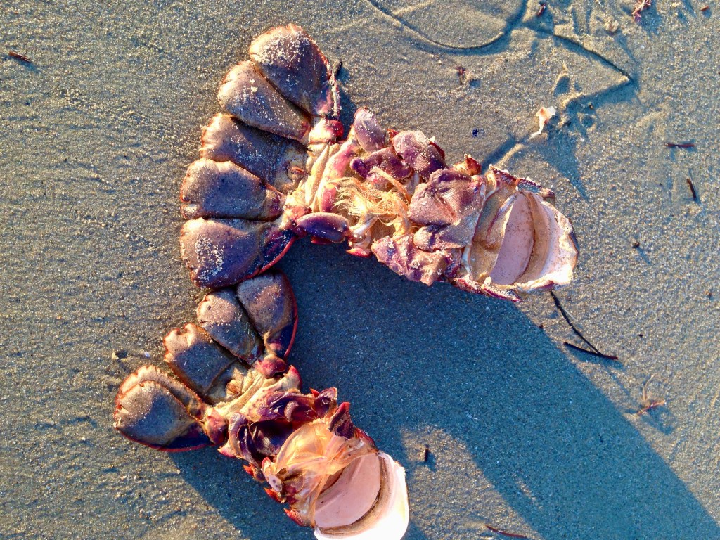 Two upturned pink lobster tails in the setting sun on beach sand